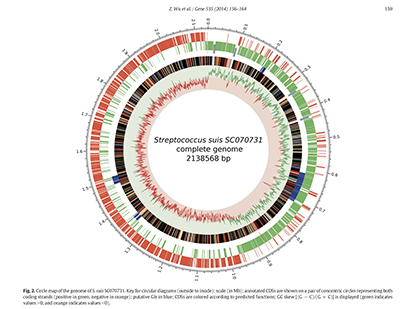 Wu Z, et al. Comparative Genomic Analysis shows that Streptococcus suis Meningitis Isolate SC070731 Contains a Unique 105 K Genomic Island. Gene. 2014 Feb 10;535(2):156-64. (IF=2.2)