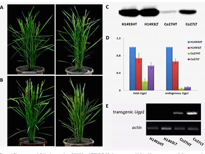 Pan, Y. et al. Genes associated with thermosensitive genic male sterility in rice identified by comparative expression profiling. BMC Genomics . 2014 Dec ;15, 1114 (IF=3.729)