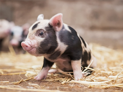 Cai Z, et al. Transcriptomic analysis of hepatic responses to testosterone deficiency in miniature pigs fed a high-cholesterol diet. BMC Genomics. 2015 Feb 6;16:59. (IF=4.041)