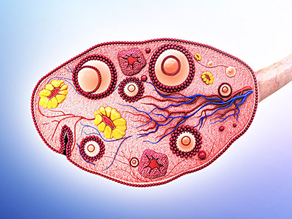 Wang F, et al. Alternative splicing of the androgen receptor in polycystic ovary syndrome. Proc Natl Acad Sci U S A. 2015 Apr 14;112(15):4743-8. (IF=9.681)