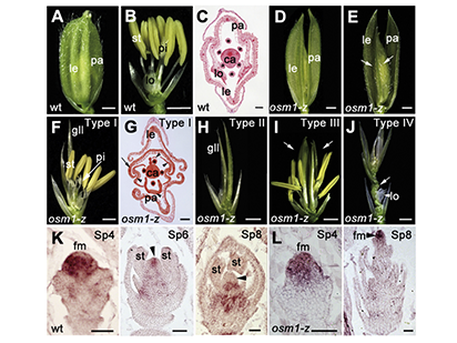Interactions of OsMADS1 with Floral Homeotic Genes in Rice Flower Development