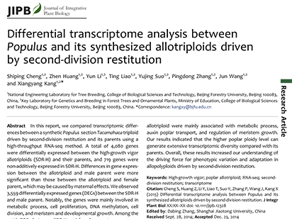 Differential transcriptome analysis between Populus and its synthesized allotriploids driven by second-division restitution