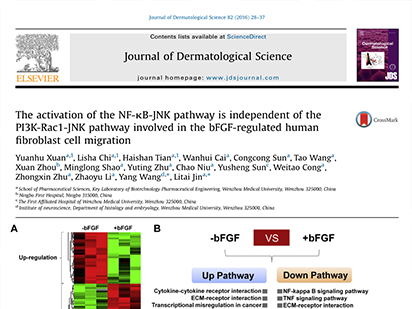 Xuan, Y. et al. The activation of the NF-κB-JNK pathway is independent of the PI3K-Rac1-JNK pathway involved in the bFGF-regulated human fibroblast cell migration. J. Dermatol. Sci. 2016 Apr;82(1):28-37..  (IF=3.733)