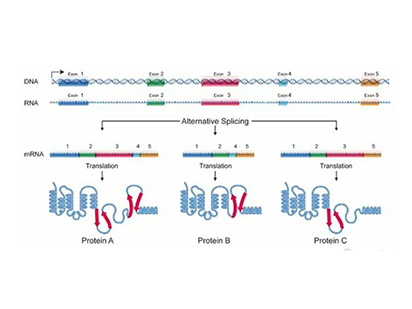Mai S, et al. Global regulation of alternative RNA splicing by the SR-rich protein RBM39. Biochim Biophys Acta. 2016 Aug;1859(8):1014-24. (IF=5.373)