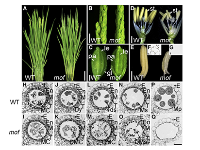 He, Y. et al. MEIOTIC F-BOX Is Essential for Male Meiotic DNA Double-Strand Break Repair in Rice. Plant Cell.2016 Aug;28(8):1879-1893.(IF=8.688)