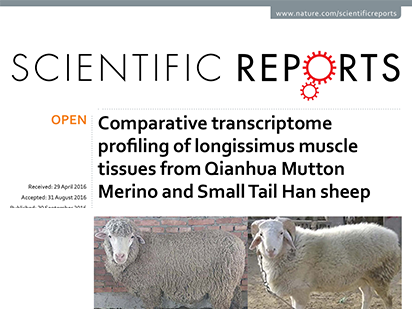 Sun L, et al. Comparative transcriptome profiling of longissimus muscle tissues from Qianhua Mutton Merino and Small Tail Han sheep. Sci Rep. 2016 Sep 20;6:33586. (IF=5.578)