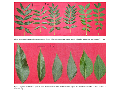 Li, X.et al. Metabolomic analysis of female and male plants of Pistacia chinensis Bunge. Pak. J. Bot.2016Oct;48(5):1971-1977.(IF=0.69)