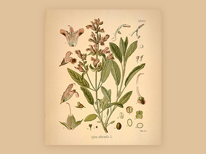 Zhou W , et al. Comprehensive transcriptome profling of Salvia miltiorrhiza for discovery of genes associated with the biosynthesis of tanshinones and phenolic acids. Sci Rep. 2017 Sep 5;7(1):10554. (IF=4.259)