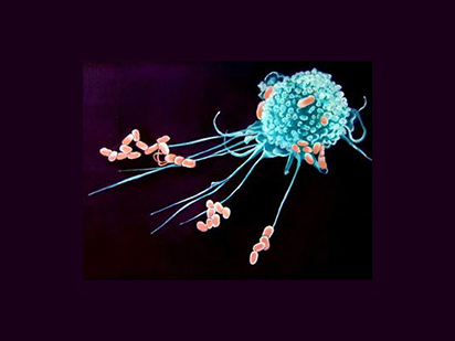 Liu F , et al. TLR-Induced SMPD3 Defects Enhance Inflammatory Response of B Cell and Macrophage in the Pathogenesis of SLE. Scand J Immunol. 2017 Nov;86(5):377-388.(IF= 2.256)