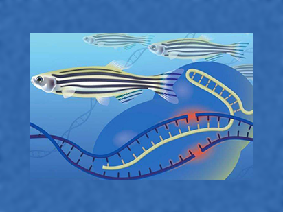 Yue Y, et al. The transcription factor Foxc1a in zebrafish directly regulates expression of nkx2.5, encoding a transcriptional regulator of cardiac progenitor cells. J Biol Chem. 2018 Jan 12;293(2):638-650.(IF=4.17)