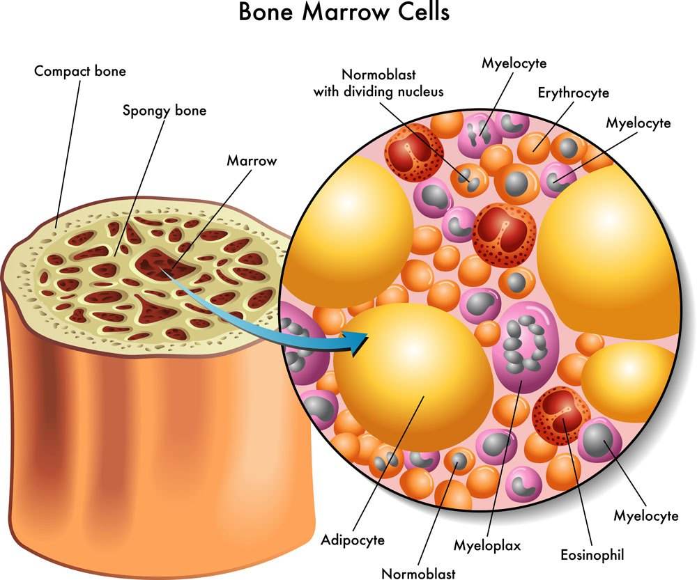 单细胞转录组联合空间转录组学||揭示骨髓造血微环境的分子，细胞和空间组织构架