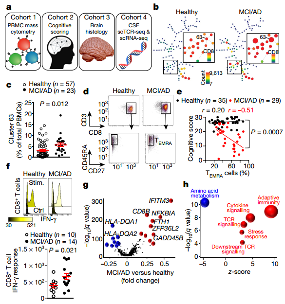 单细胞转录组联合TCR||阿尔茨海默氏病人脑脊液中存在克隆扩增的CD8+T细胞
