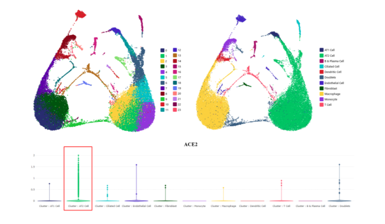 利用NovelBrain单细胞云探寻新冠病毒受体ACE2在人体器官中的分布
