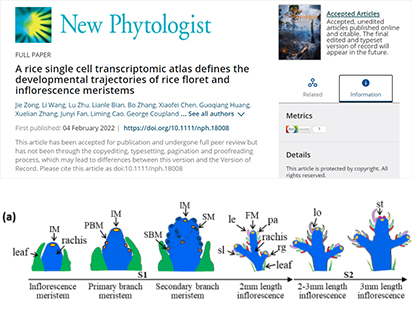 2022开年第一弹！\\从分析视角带你了解烈冰一作水稻花序单细胞文章
