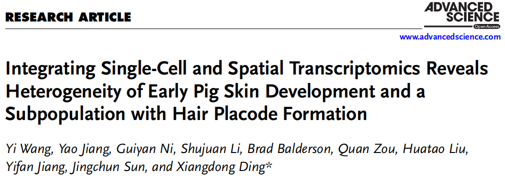 烈冰助力| Advanced Science（IF 15.1）单细胞&空转揭示猪皮肤早期发育的细胞异质性和毛囊形成的关键细胞亚群