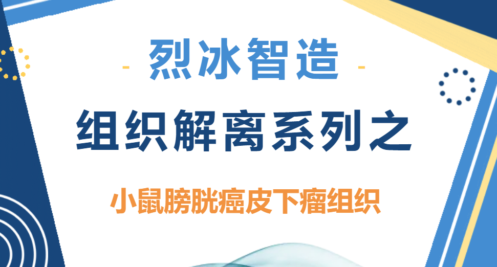 烈冰组织解离仪攻克小鼠膀胱癌皮下瘤组织解离难题