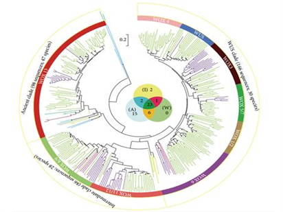 协助上海交大研究者在植物WUSCHEL相关蛋白家族的起源和进化的文章发表