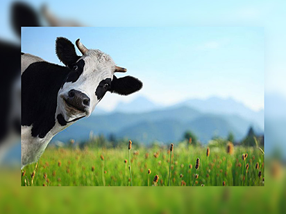 利用单个核酸酶活性的Cas9n获得低脱靶效应的抗牛结核病奶牛