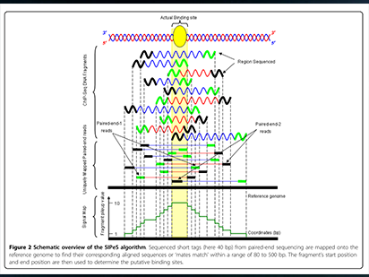 Wang C, et al. An effective approach for identification of in vivo protein-DNA binding sites from paired-end ChIP-Seq data. BMC Bioinformatics. 2010 Feb 9;11:81. (IF=3.024)