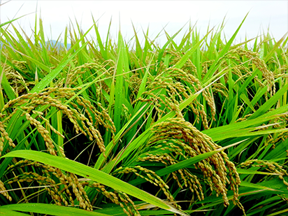 Li H, et al. PERSISTENT TAPETAL CELL1 Encodes a PHD-Finger Protein That Is Required for Tapetal Cell Death and Pollen Development in Rice. Plant Physiol. 2011 Jun;156(2):615-30. (IF=7.394)