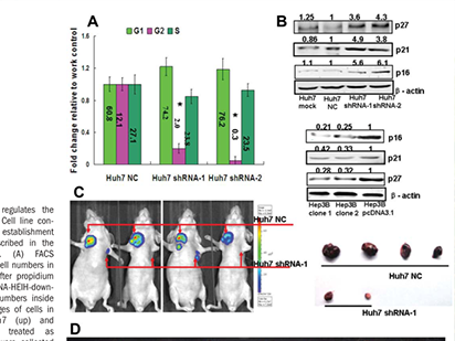 Yang F, et al. Long Noncoding RNA High Expression in Hepatocellular Carcinoma Facilitates Tumor Growth Through Enhancer of Zeste Homolog 2 in Humans. Hepatology. 2011 Nov;54(5):1679-89. (IF=12.003)