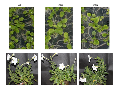 Wang H, et al. Transcriptome Changes Associated with Delayed Flower Senescence on Transgenic Petunia by Inducing Expression of etr1-1, a Mutant Ethylene Receptor. PLoS One. 2013 Jul 9;8(7):e65800. (IF=4.375)