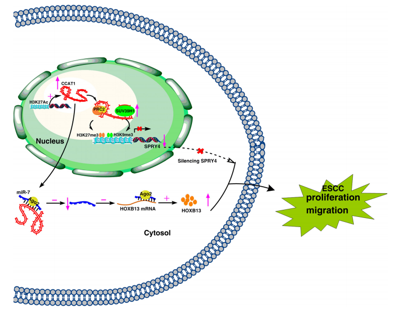 烈冰助力--揭示lncRNA CCAT1在食管鳞状细胞